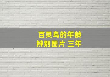 百灵鸟的年龄辨别图片 三年